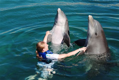Cancun Swim With Dolphins Riviera Maya Dolphin Swim Mexico Dolphin Swimming Dolphins Swimming