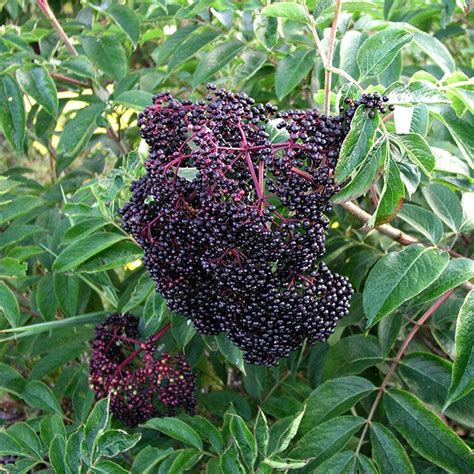 Wyldewood Elderberry Plant Stark Bros