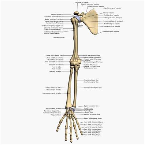 The arm is one of the body's most complex and frequently used structures. Human Anatomy Body - Human Anatomy for Muscle ...