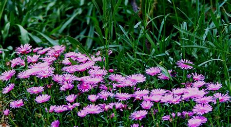 Images Gratuites Herbe Pelouse Prairie Fleur Botanique Jardin