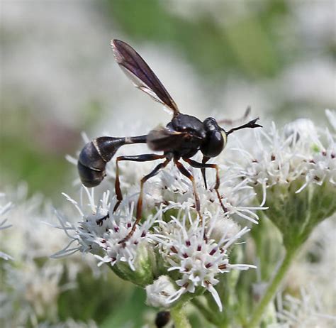 Physocephala Physocephala Tibialis Bugguide Net