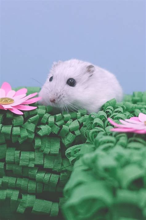 A Small White Hamster Sitting On Top Of A Green Blanket Next To A Pink