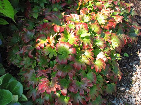 Red Leafed Mukdenia Plants4home