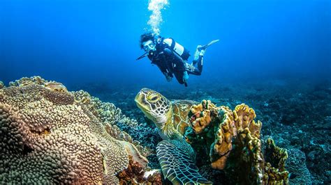 Best Time To Scuba Dive In Kenya Which Months Offer The Best Conditions