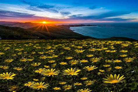 Flowers At The Ocean Wallpapers Wallpaper Cave
