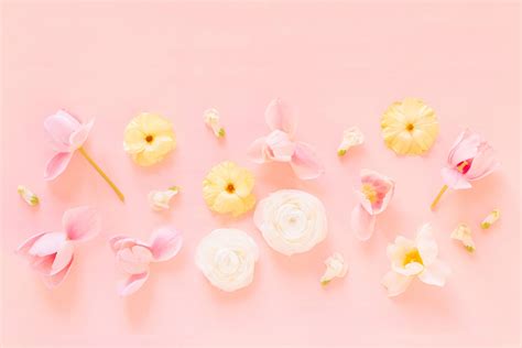 Pastel Pink Flower Desktop Wallpapers Top Free Pastel Pink Flower