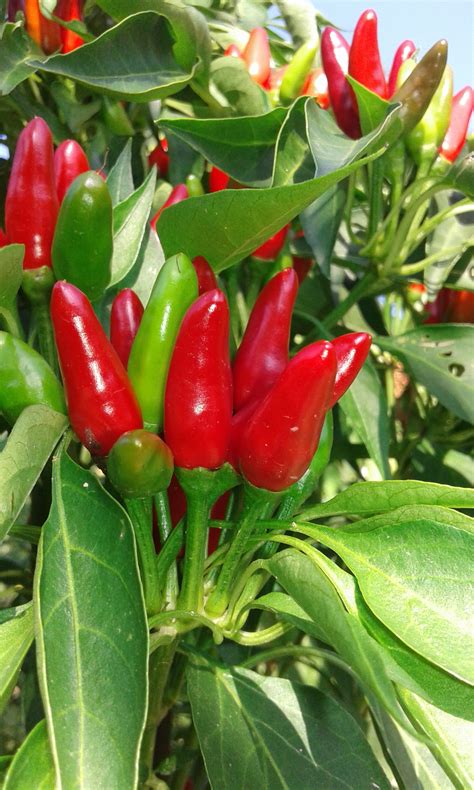 hot peppers bushes free image download
