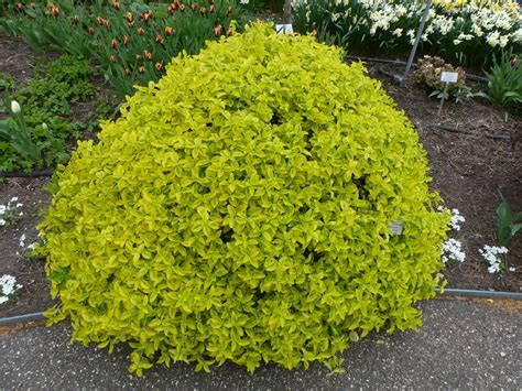 What Is The Best Time To Plant Bushes — Tips And Considerations