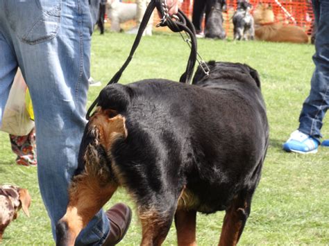 Many large breeds, similar to the old english, that were. Dog Care Blog - Dogs Cats and Wild Animals Blog