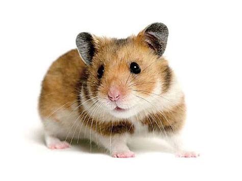 Reverse image search is the quickest & accurate online tool that is used to find similar images over the internet. Hamster Picture 835 1000 Jpg - "Hamster king" by mikkynga ...