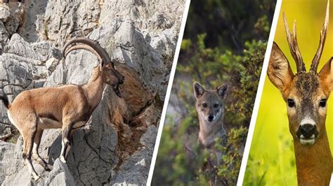 Wild Animals Are Tracked In Nature With Gps Transmitter Collars And