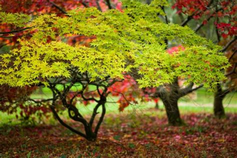 Fertilizing Maple Expert Tips On Fertilizing Japanese Maple