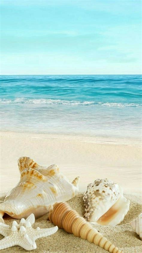 Seashells On The Beach Beach Themed Wallpaper Beach Wallpaper