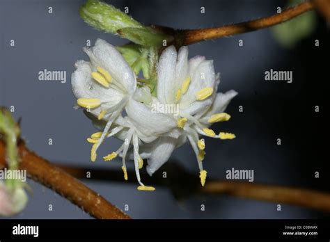 Lonicera X Purpusii Winter Beauty Stock Photo Alamy