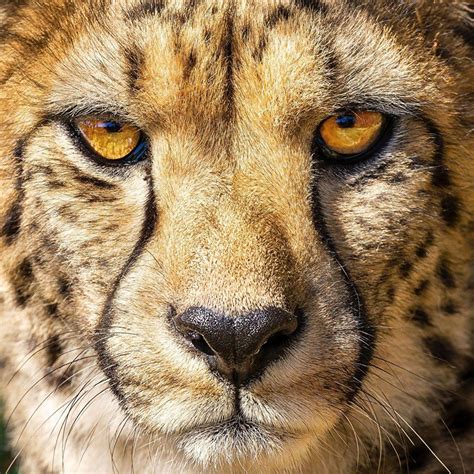 Cheetah Eyes Wallpapers Top Free Cheetah Eyes Backgrounds