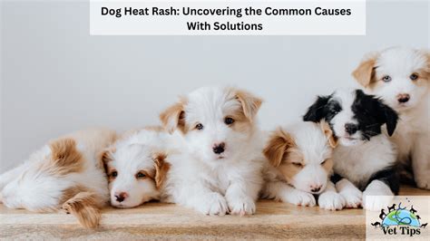 Dog Heat Rash Uncovering The Common Causes With Solutions Vet Tips