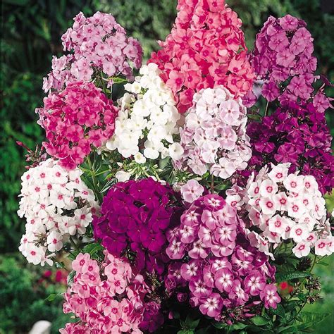 Phlox Fragrant Collection Flowering Period July August September