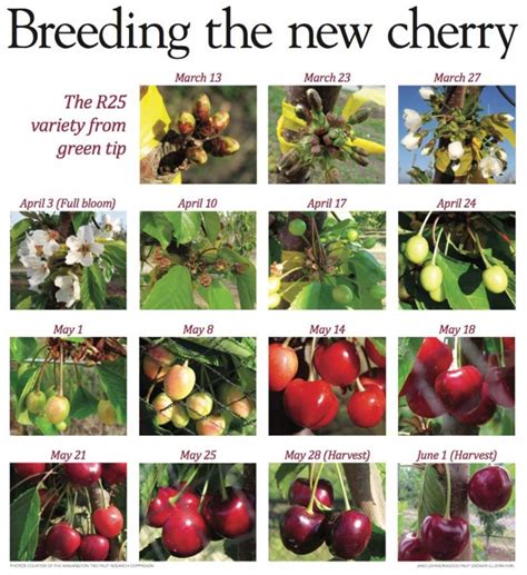 Breeding The New Cherry Good Fruit Grower