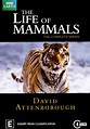 The Life of Mammals - stream tv show online