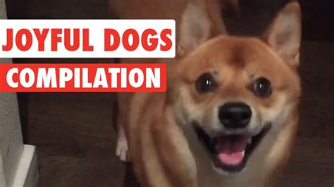 Joyful Dogs Video Compilation 2016 Youtube