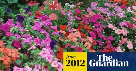 Busy Lizzies Set For Summer Break After Mildew Outbreak Gardens The