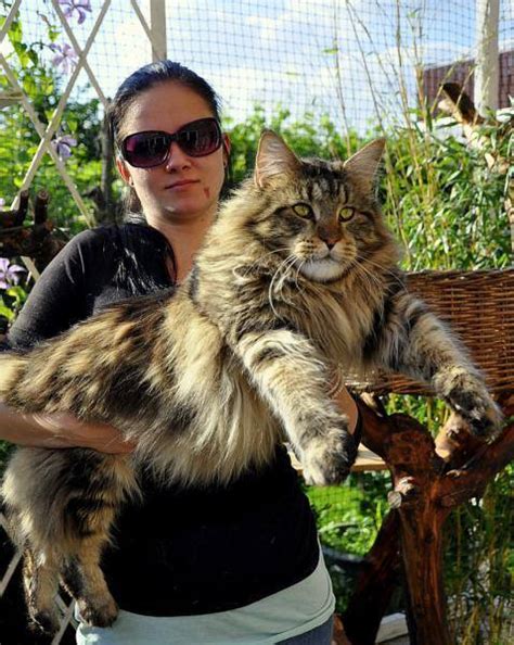 In fact, the title for the longest cat in the 2010 guinness world records although genetically impossible, one myth holds that this is the result of breeding between cats and raccoons. The Big Maine Coon Cat