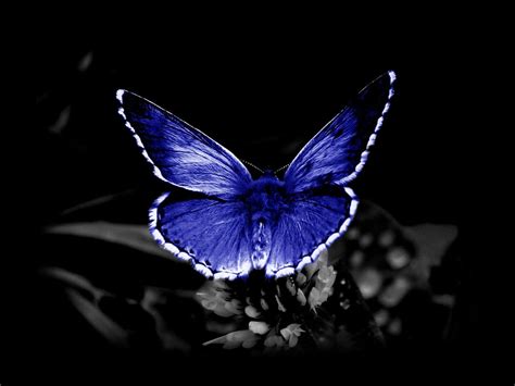 Blue Butterfly Desktop Wallpaper