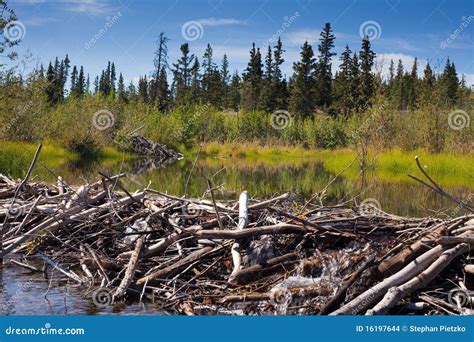 Beaver S Dam And Lodge Stock Photo Image Of Forest Woods 16197644