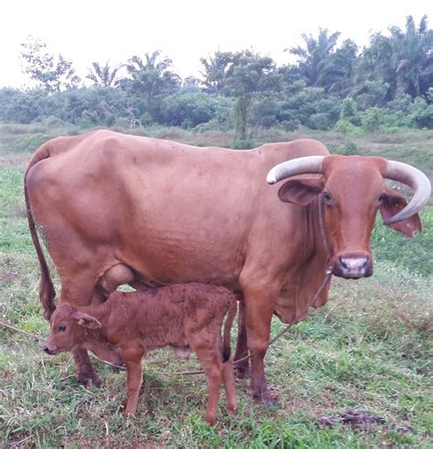 Warisan Petani Biar Lembu Yang Jadi Lembu 1
