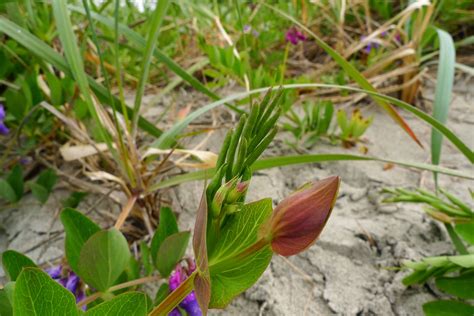 Wild Harvests Beach Pea An Enigmatic Edible