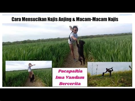 Berikut dikongsikan soal jawab agama berkaitan panduan cara samak bila tersentuh anjing atau babi yang merupakan najis berat. Cara mensucikan/membersihkan Najis anjing || - YouTube