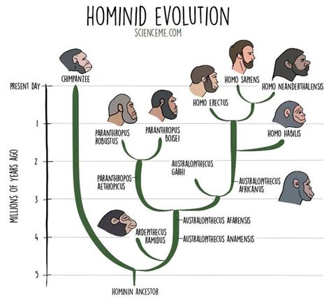 Origin Of Clothing Of Early Hominids Who Invented Why Wear Human