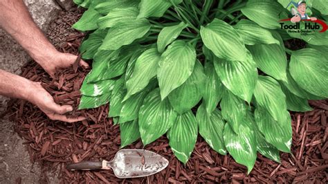 Unleash Their Potential By Mastering Splitting And Repotting Hosta