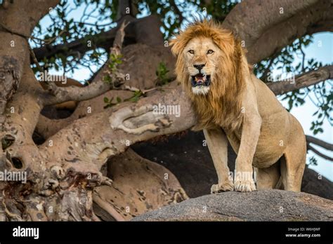Male Lion Rock Africa Hi Res Stock Photography And Images Alamy