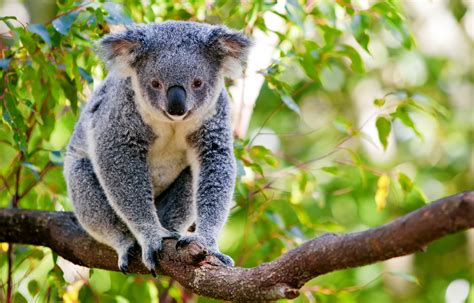 Koalas & Kangaroos - Fun Facts About Australia’s Most Beloved