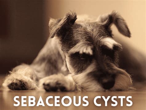 What Does A Sebaceous Cyst On A Dog Look Like