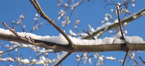 Protecting Trees In Winter How To Keep Se Wisconsin