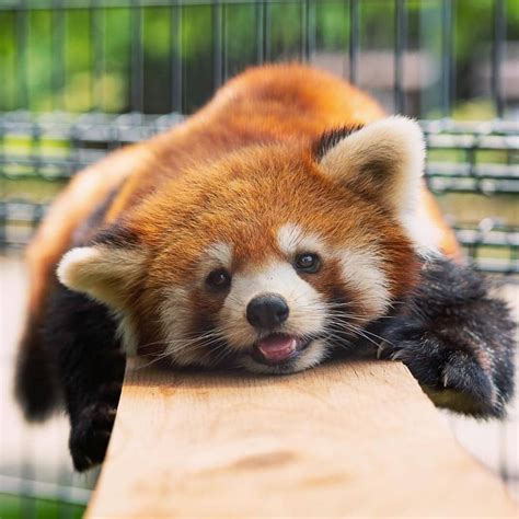 Red Panda Or Panda Roux Cute Animals Red Panda Cute Cute Baby Animals