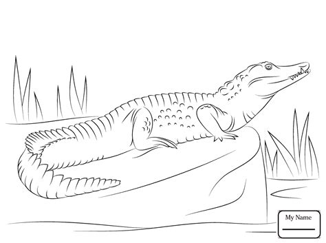 Most reptiles are inactive during winter. Alligator Outline Drawing at GetDrawings | Free download