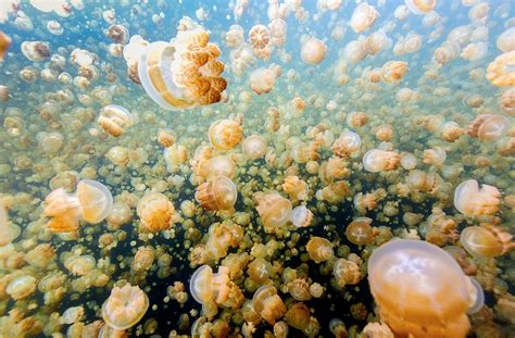 Jellyfish Lake Palau Archipelago Micronesia Western Pacific R