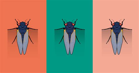 Cicada broods map: See the states where cicadas will appear.