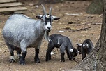 8 Types of Goat Breeds