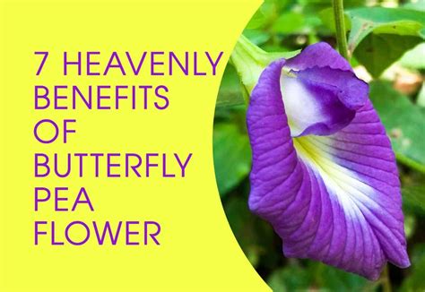 7 Heavenly Butterfly Pea Flower Benefits Artofit