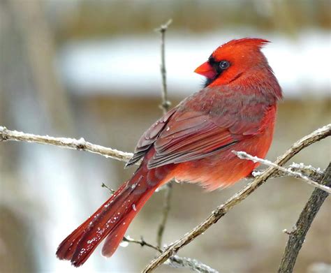Lovely Northern Cardinal Male Photograph By Lyuba Filatova