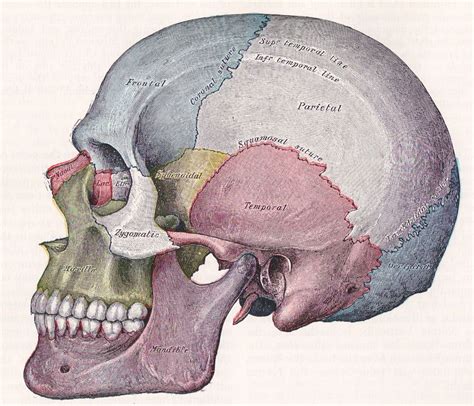 Craniopathic Correction Skull Anatomy Human Skull Anatomy Skull