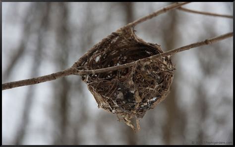Morton Arboretum Bird Nest Visiting Winter Gardens Birds Nature