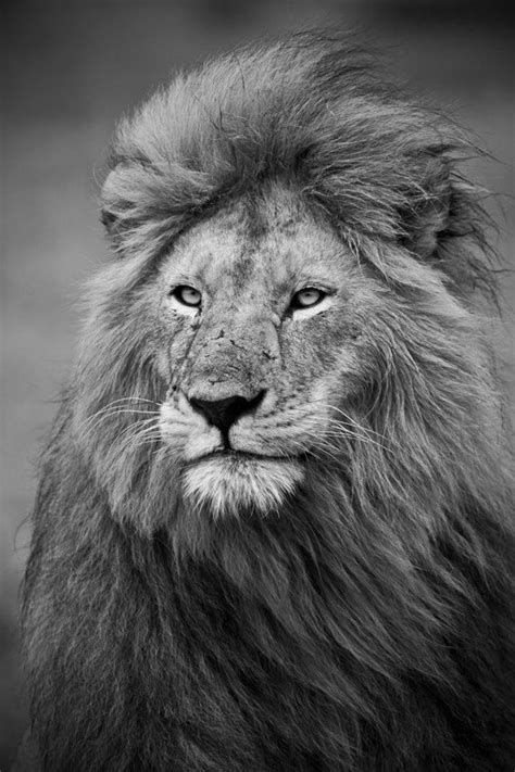 Items Similar To Photograph Grey Lion Lion Print Fine Art