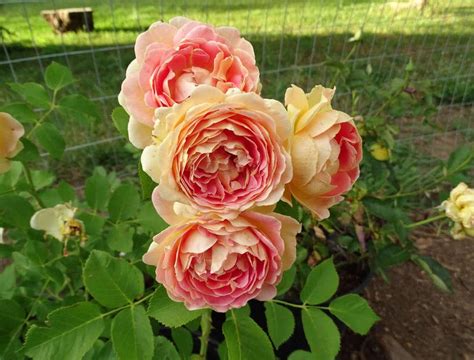 Photo Of The Bloom Of Rose Rosa Fun In The Sun Posted By Beth