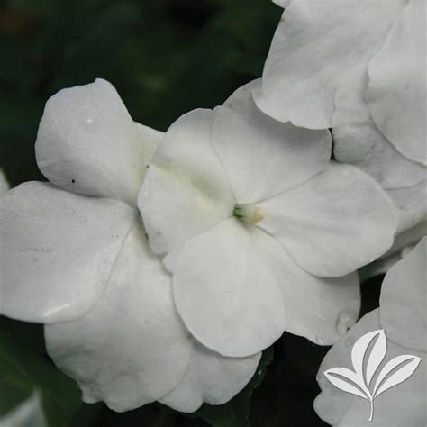 Impatiens Impatiens White White Impatiens From Greenleaf Nursery