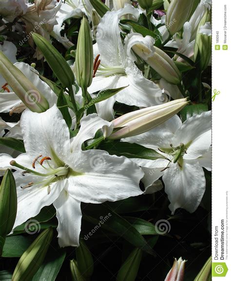 Pure White Tiger Lilies Stock Photo Image Of Flower